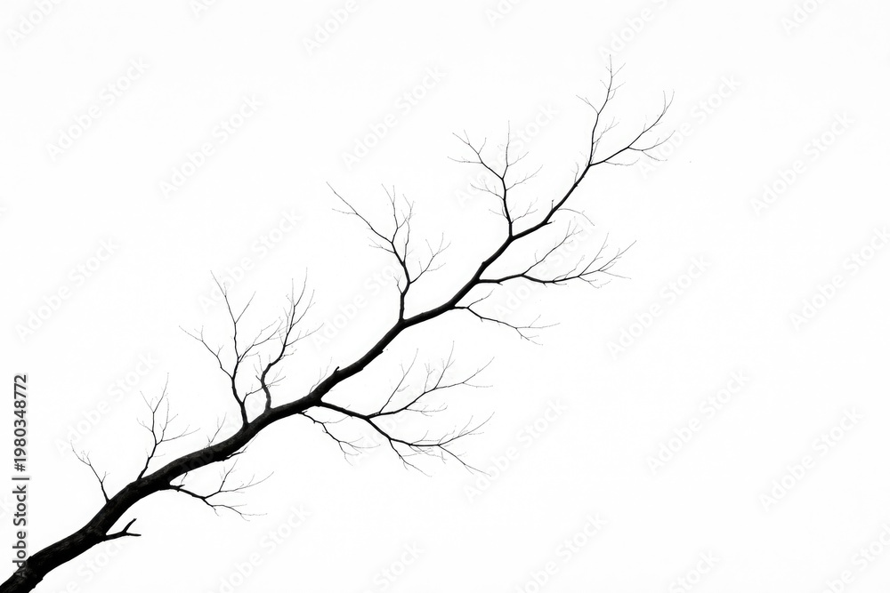 Fototapeta premium minimalist tree branch silhouette on white background