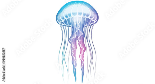 Colorful jellyfish in the ocean.