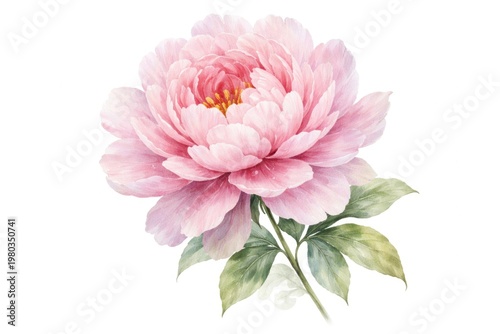 Watercolor pink peony blossom isolated on a clean white backdrop