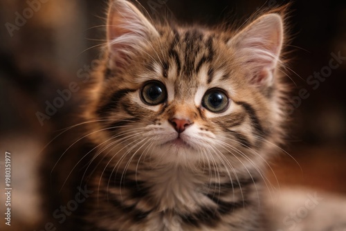 High definition portrait of a charming kitten cat with curious eyes