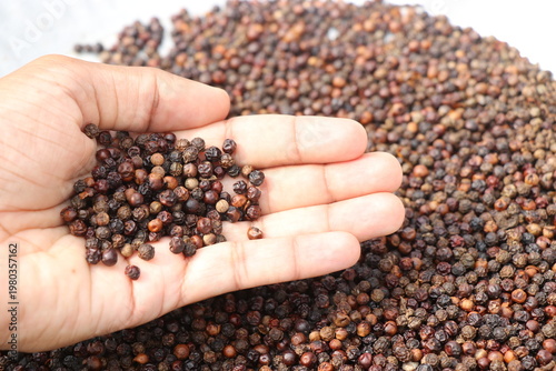 Black pepper corns held in the hand with a small pile in the background kept for sun drying. Black pepper known for its medicinal properties