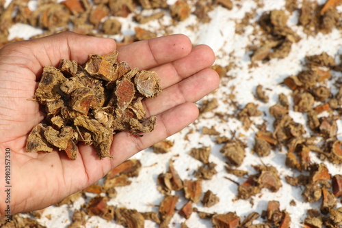 Turmeric harvested and kept for drying in the sun. Turmeric grown organically and processed using natural methods