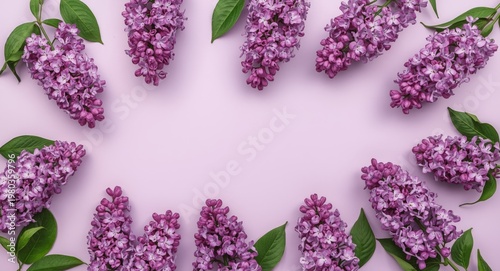 Top down view of spring lilac flowers flat lay with empty background