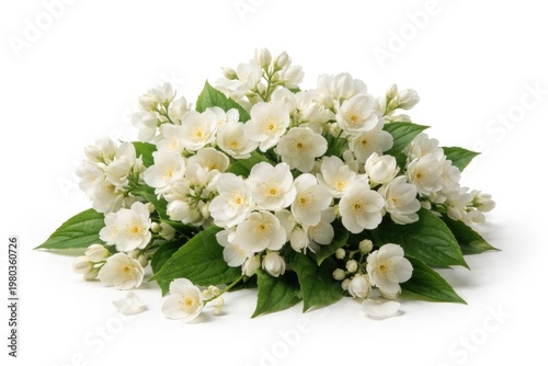 Fresh jasmine flower arrangement with isolated white background