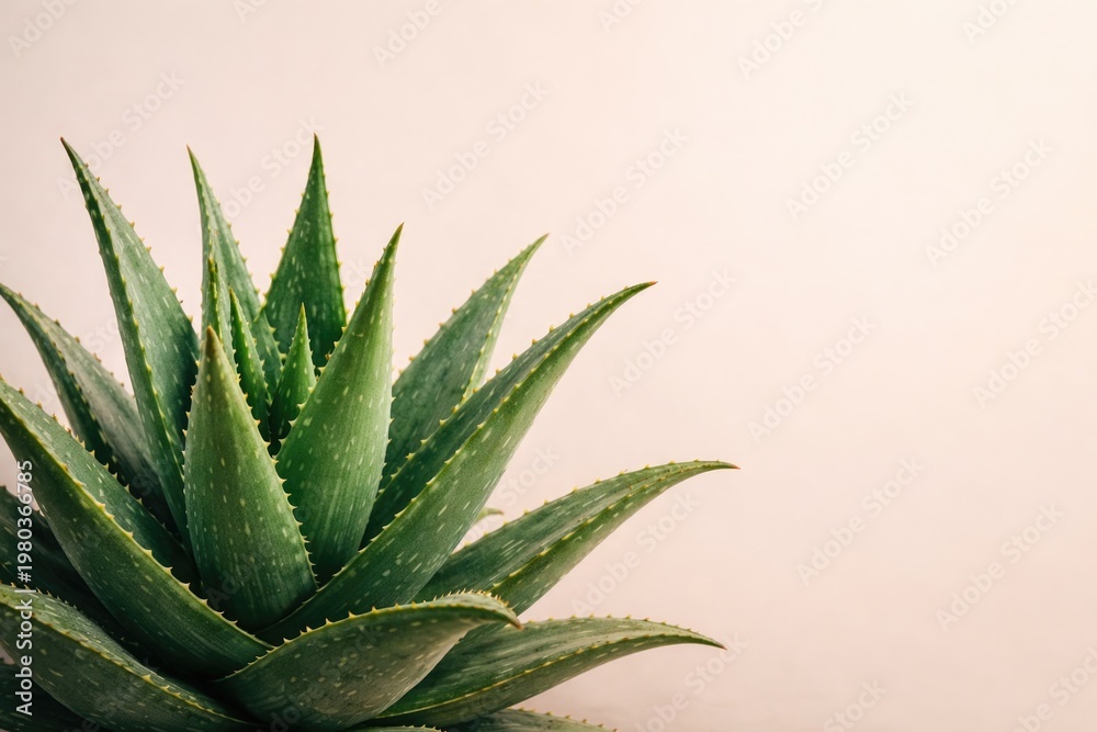 Fototapeta premium Aloe vera plant with copy space on a smooth pastel background