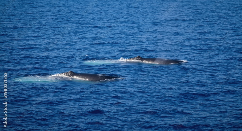 Naklejka premium Two large humpback whales moving gracefully in broad ocean