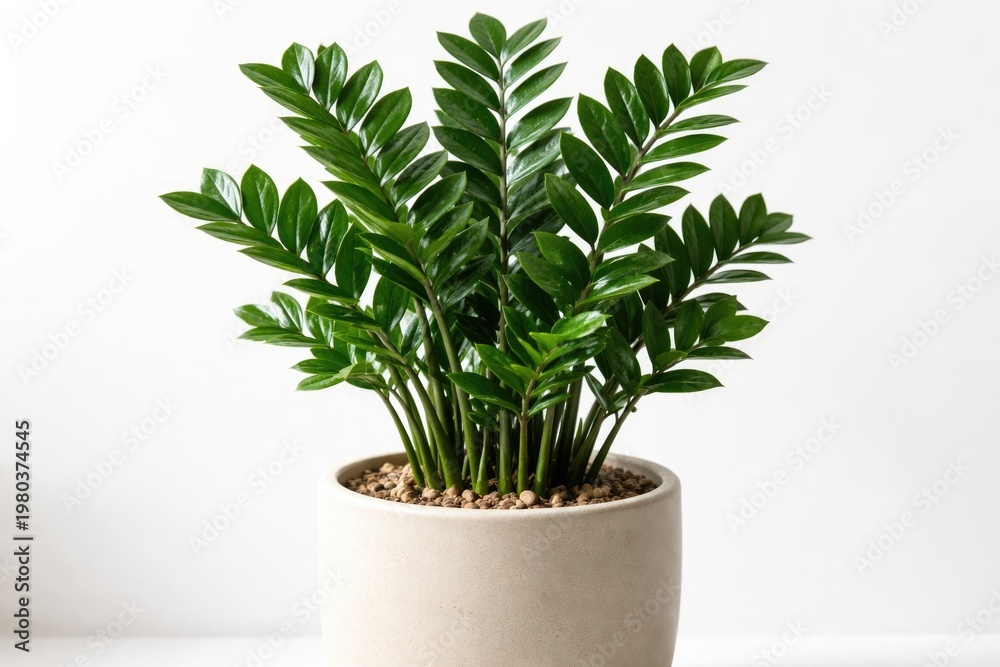 Fototapeta premium Close up of a Zanzibar gem plant in a beige planter on a white backdrop