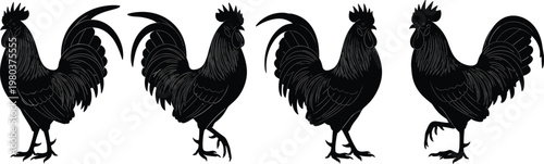 Black rooster silhouettes set, farm animal vector illustration, four cockerel poses with detailed feathers, isolated on white background, poultry design.