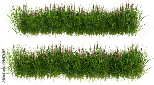 Shrubs and plants on a transparent background