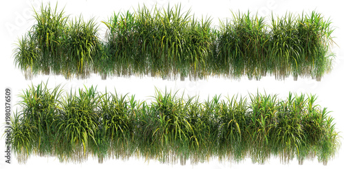 Shrubs and plants on a transparent background