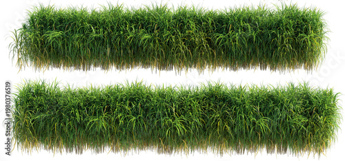 Shrubs and plants on a transparent background