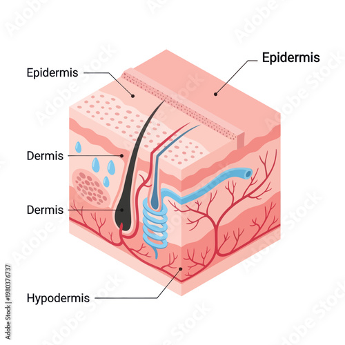 Human Skin Layers and Hair Follicle Anatomy.