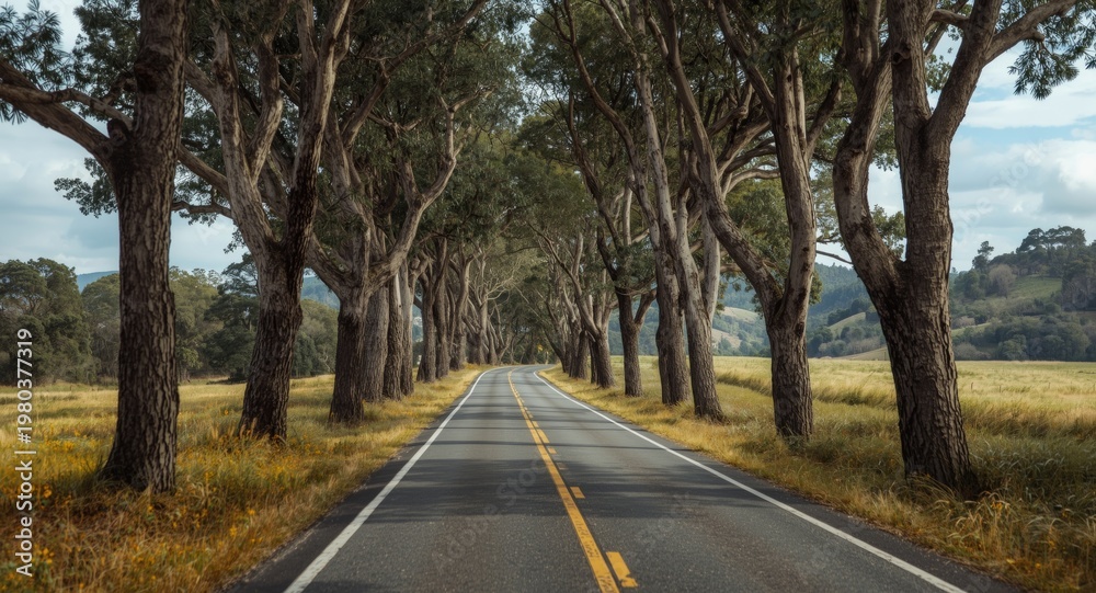 Obraz premium Twisting rural road framed by tall trees and rolling terrain