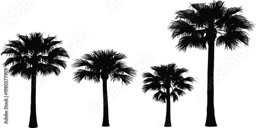 Black silhouette of four different height tropical fan palm trees isolated on white background for architectural landscaping and summer nature design.