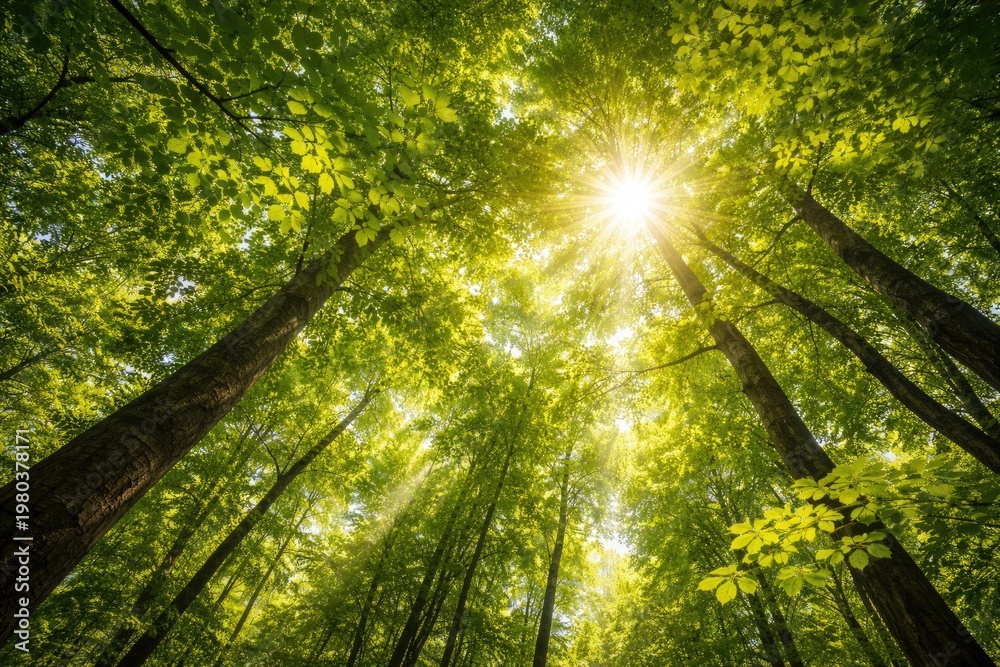 Fototapeta premium Sunlit vibrant forest canopy with green leaves viewed from below