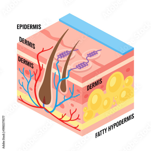 Human Skin Layers Diagram Anatomy Illustration.