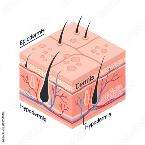 Human Skin Layers Diagram Anatomy Model.