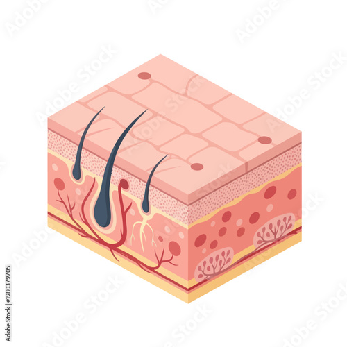 Human Skin Layers Anatomy Diagram.