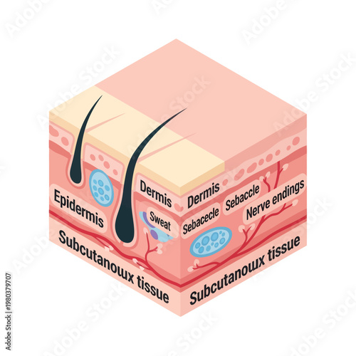 Human Skin Layers Diagram Anatomy Illustration.