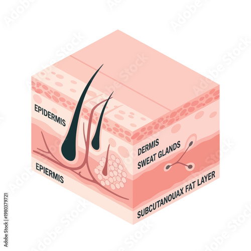 Human Skin Layers Diagram Anatomy Illustration.