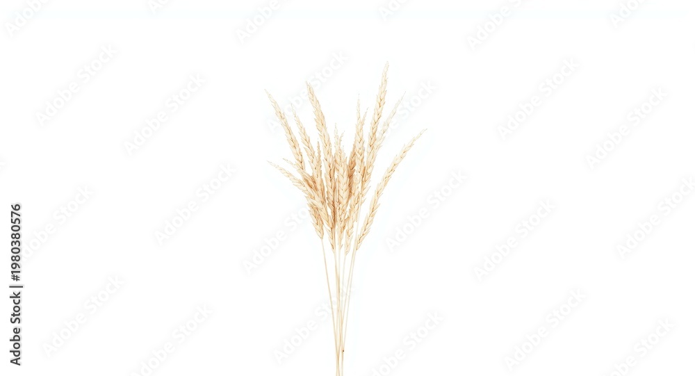 Fototapeta premium Wheat stalks isolated on white for use in packaging and graphic design