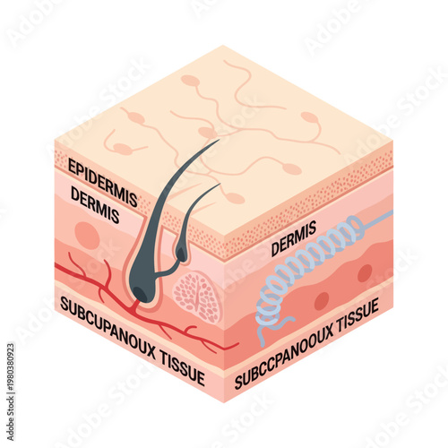 Human Skin Layers Diagram Illustration.