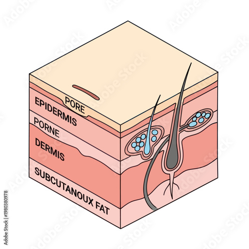 Human Skin Layers Diagram Illustration.