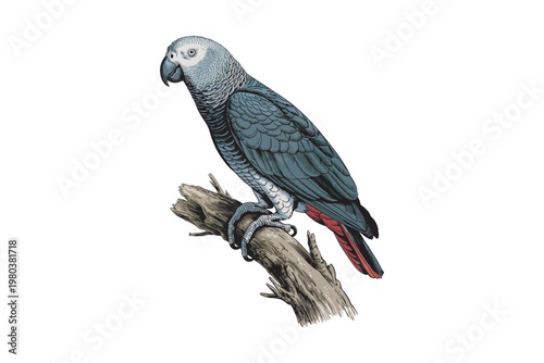 A detailed vintage illustration of an african grey parrot perched on a branch showcasing its intricate plumage on transparent background high-quality.