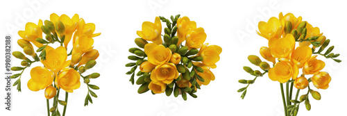 Fotografía Set of Yellow Freesia Flowers and Buds Isolated on White Background, Fragrant Sp