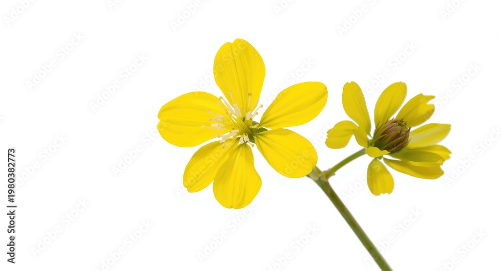 Fototapeta premium Yellow sweet clover Melilotus officinalis flower isolated on white background
