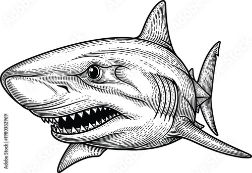 Great white shark head vintage engraving illustration isolated on white