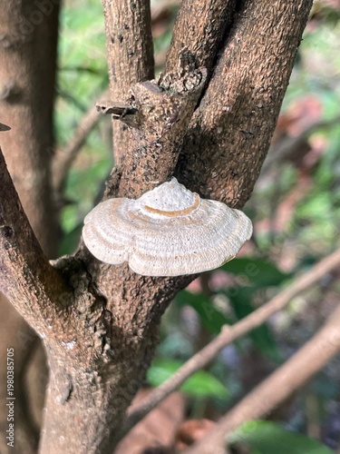 snail on a tree