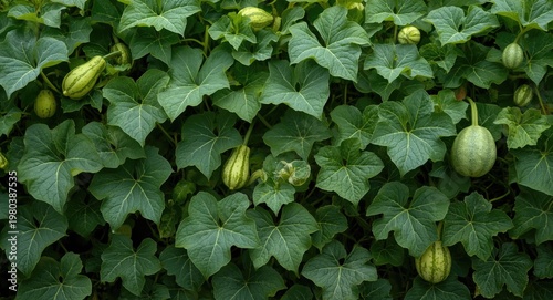 Lush pumpkin and squash vines prospering wildly with radiant green leaves