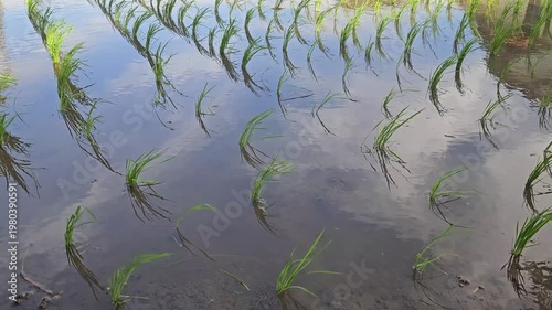 Rice seedlings growing in flooded paddy field with the wind is blowing gently and cloudy sky reflection