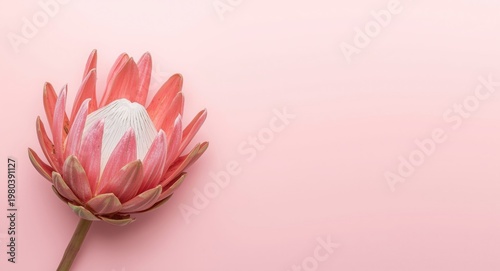 Pink protea flower isolated on soft pastel background with copy space