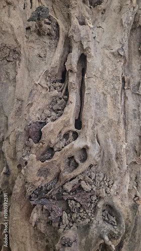 A close-up motion video of an old tree trunk with rugged bark and natural knots in the forest landscape.