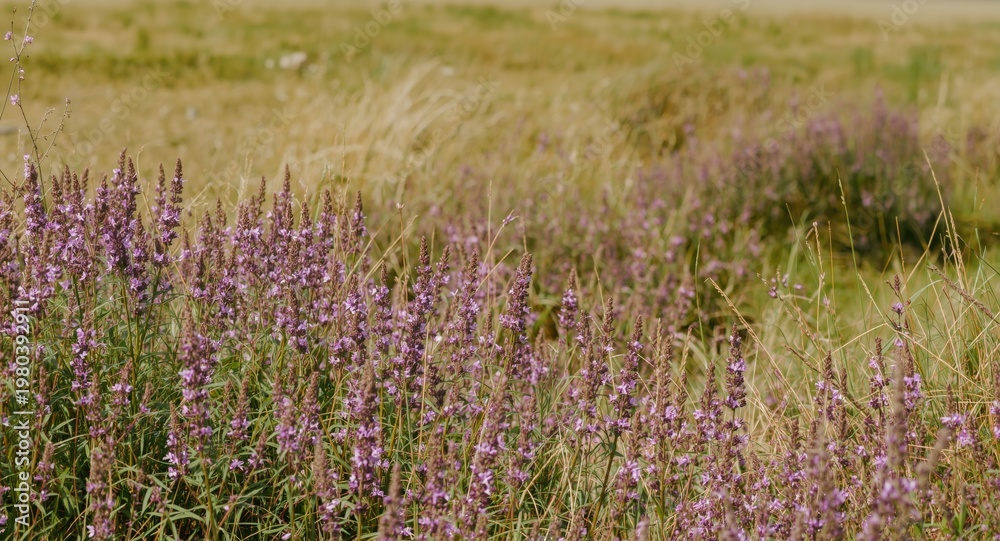 Obraz premium Scenic purple heather blooms in a grassy meadow designed for copy space