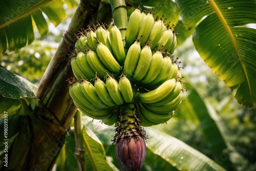 Detailed close-up of a banana plant featuring a vibrant cluster of nearly ripe bananas