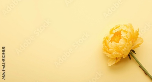 Flat lay image of a yellow peony blossom resting on a soft yellow surface with copy space available