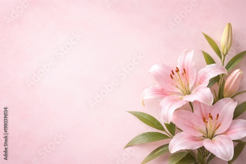 Pastel pink background with copy space and isolated lilly flower