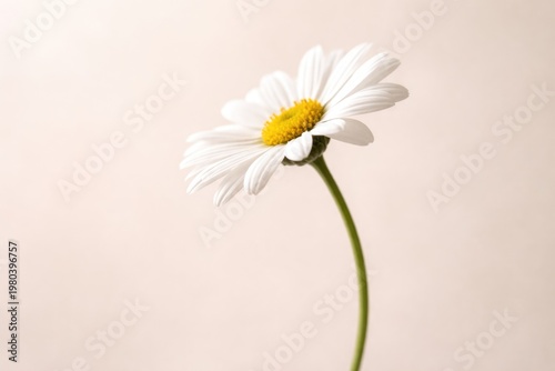 Single white daisy flower isolated on a soft neutral backdrop with slender stem and side angle
