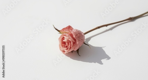 white background with dried pink rose and gentle shadow