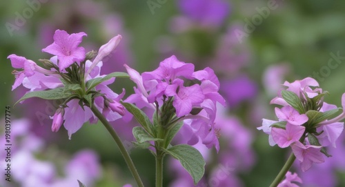 Impatiens Flowering Plant Species From The Balsaminaceae Family
