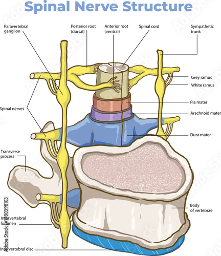 Spinal Nerve Structure and Vertebral Anatomy Diagram
