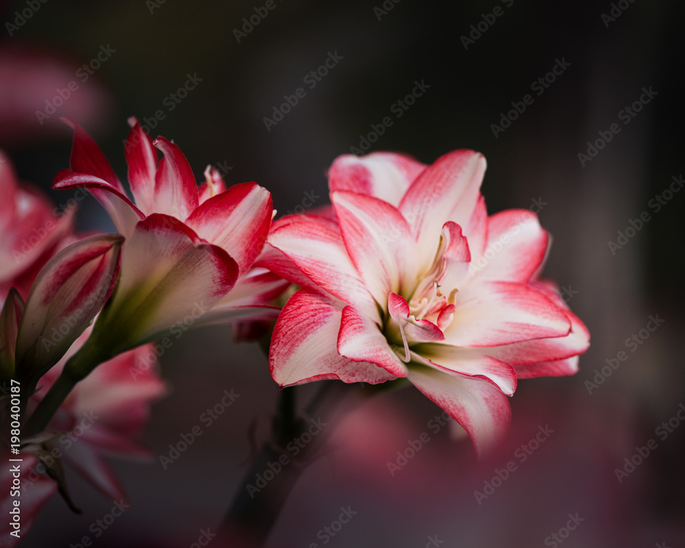 Fototapeta premium Colorful flowers in soft light with bokeh background