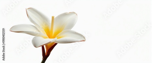Striking isolated plumeria ...