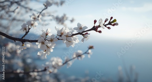 Spring white cherry blossom...