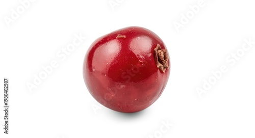 Single cranberry fruit with intricate detail isolated on white background