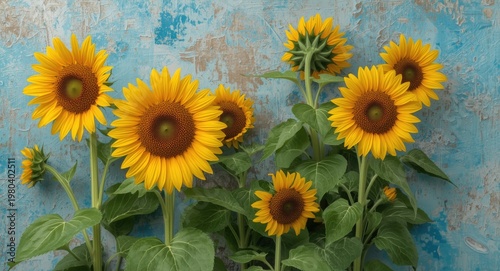 Sunflower blooms in vibrant...