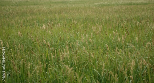 Extensive rural meadow with...